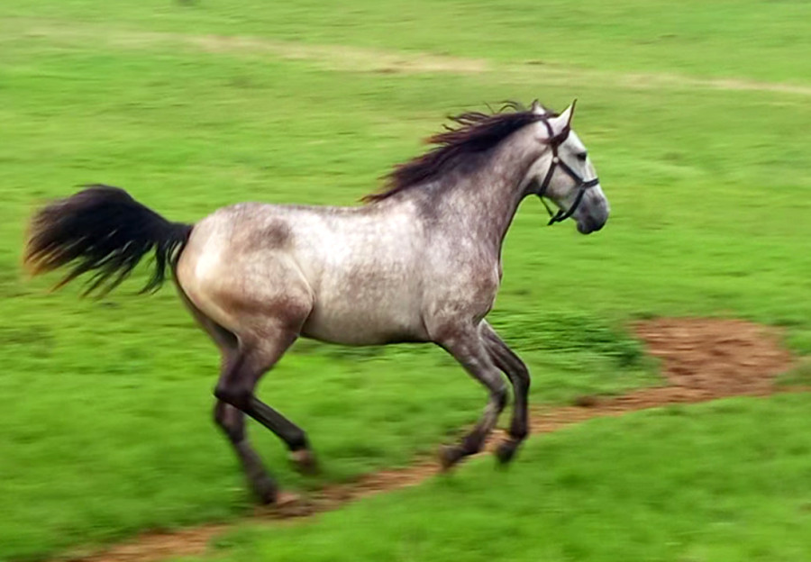 Vente de cheval : SINAL